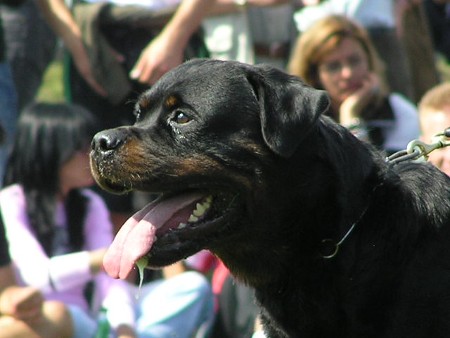 ODO VOM FLEISCHER ROTTWEILER MALE