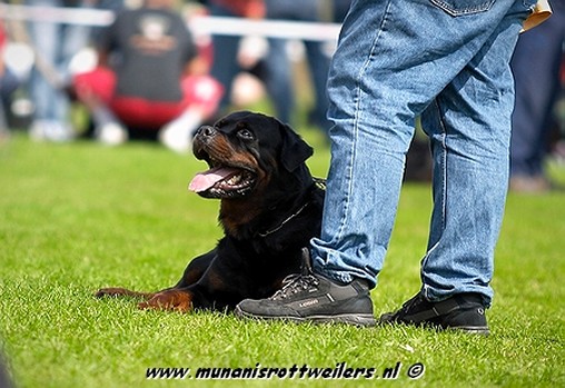 ODO VOM FLEISCHER ROTTWEILER MALE