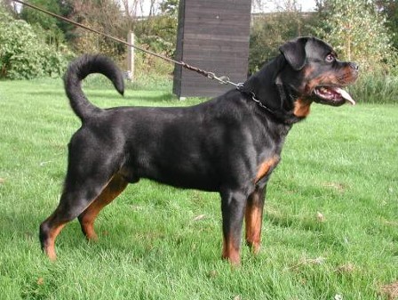 ODO VOM FLEISCHER ROTTWEILER MALE