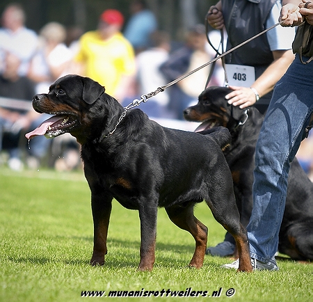 ODO VOM FLEISCHER ROTTWEILER MALE