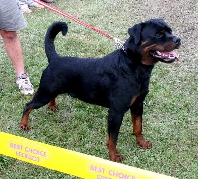 ODO VOM FLEISCHER ROTTWEILER MALE