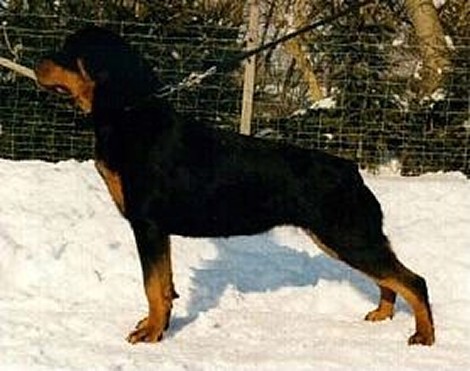 CORA VOM ROSSLESGARTEN ROTTWEILER FEMALE