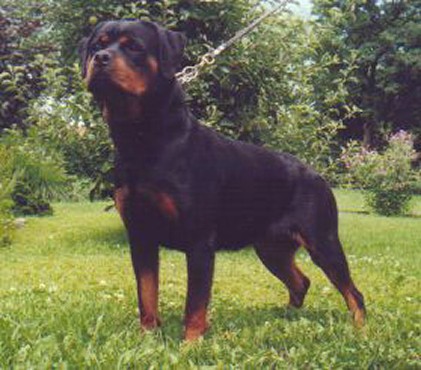 CORA VOM ROSSLESGARTEN ROTTWEILER FEMALE