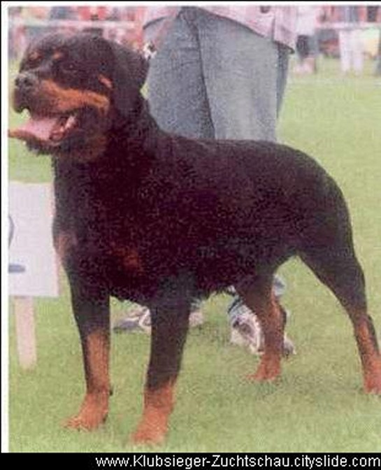 CORA VOM ROSSLESGARTEN ROTTWEILER FEMALE