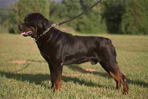 DOC VON DER TEUFELSBRUCKE ROTTWEILER MALE