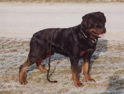 DOC VON DER TEUFELSBRUCKE ROTTWEILER MALE