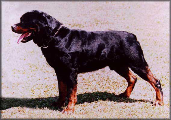 DOC VON DER TEUFELSBRUCKE ROTTWEILER MALE