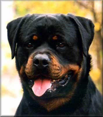 DOC VON DER TEUFELSBRUCKE ROTTWEILER MALE