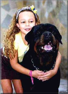 DOC VON DER TEUFELSBRUCKE ROTTWEILER MALE