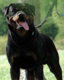 ambassedor von dunkelerg rottweiler male