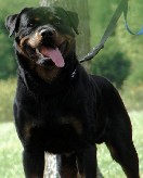 ambassedor von dunkelerg rottweiler male