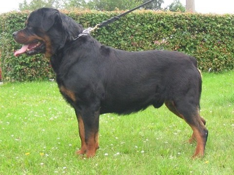 BARNI OD DRAGICEVICE ROTTWEILER MALE