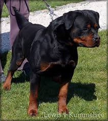 lewis vom kummelsee rottweiler male