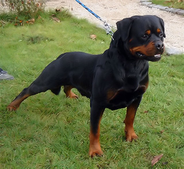 lewis vom kummelsee rottweiler male