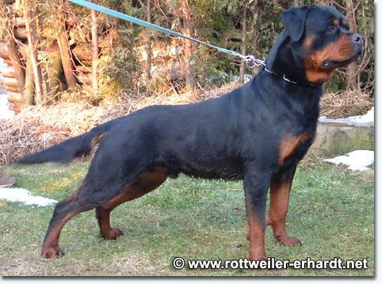 lewis vom kummelsee rottweiler male