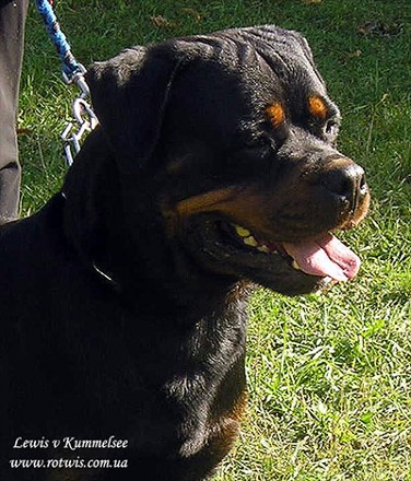 lewis vom kummelsee rottweiler male