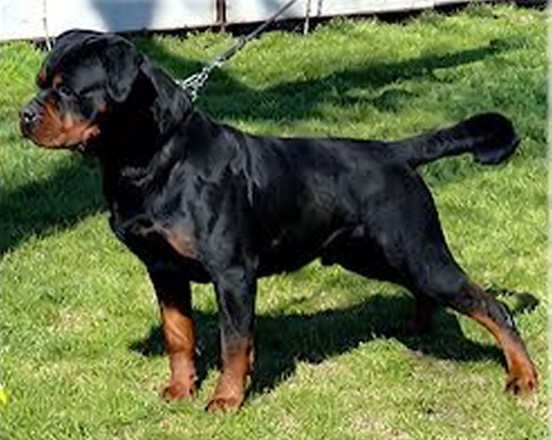 lewis vom kummelsee rottweiler male