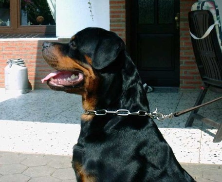 like vom sittard rottweiler male