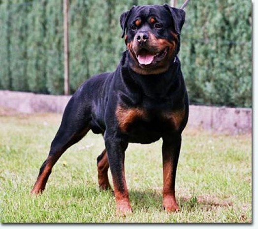 like vom sittard rottweiler male