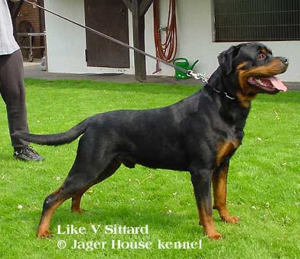 like vom sittard rottweiler male