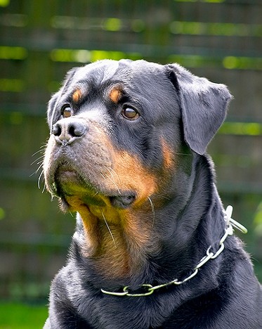 like vom sittard rottweiler male