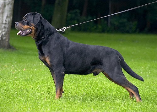 like vom sittard rottweiler male