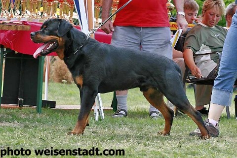 lui von der blockhutte rottweiler male