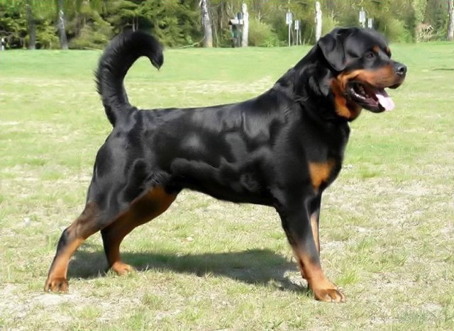 lui von der blockhutte rottweiler male