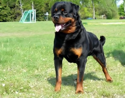 lui von der blockhutte rottweiler male