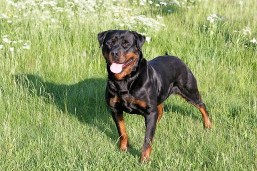 donna von der blockhutte rottweiler female