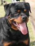 zamp vom bonzi star rottweiler male