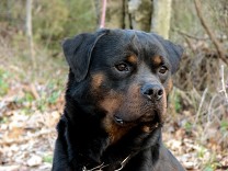 rottweiler male pacco