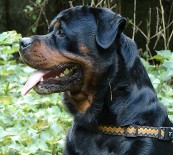 rottweiler male
