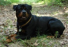 rottweiler male