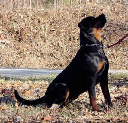 eleanor vom schutzlowen blut rottweiler female