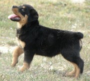 rottweiler puppy