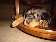 rottweiler puppy