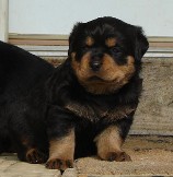 rottweiler puppy