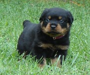 lexa anouk rottweiler puppy grass 4 weeks old