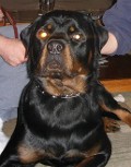 Rottweiler male youth