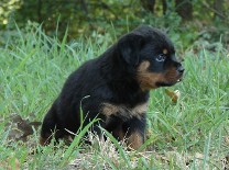 rottweiler puppy in grass