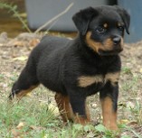 rottweiler puppy