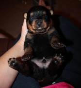 rottweiler puppy 2 weeks old