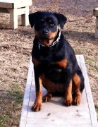 eleanor x able rottweiler female