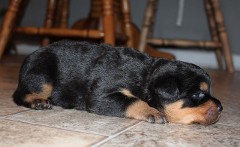 rottweiler puppy 2 weeks old