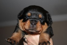 akura x zamp rottweiler puppy male