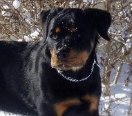 lexa rottweiler puppy