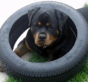 axel rottweiler male