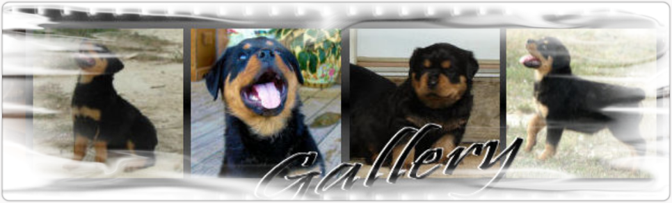 rottweoler gallery logo