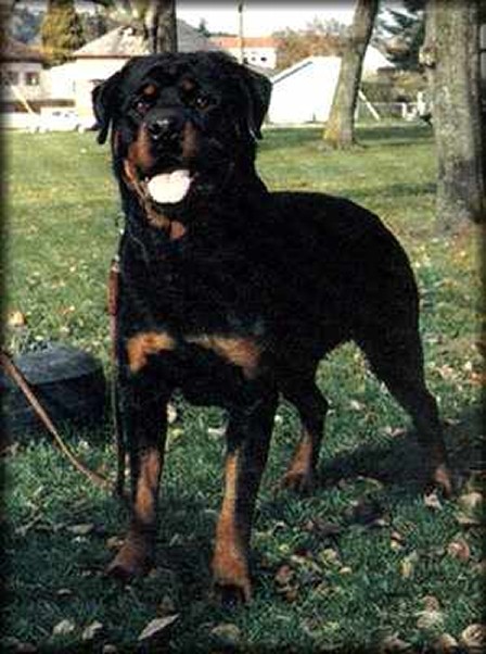 DINGO VOM SCHWAIGGER WAPPEN ROTTWEILER MALE BORN 1976